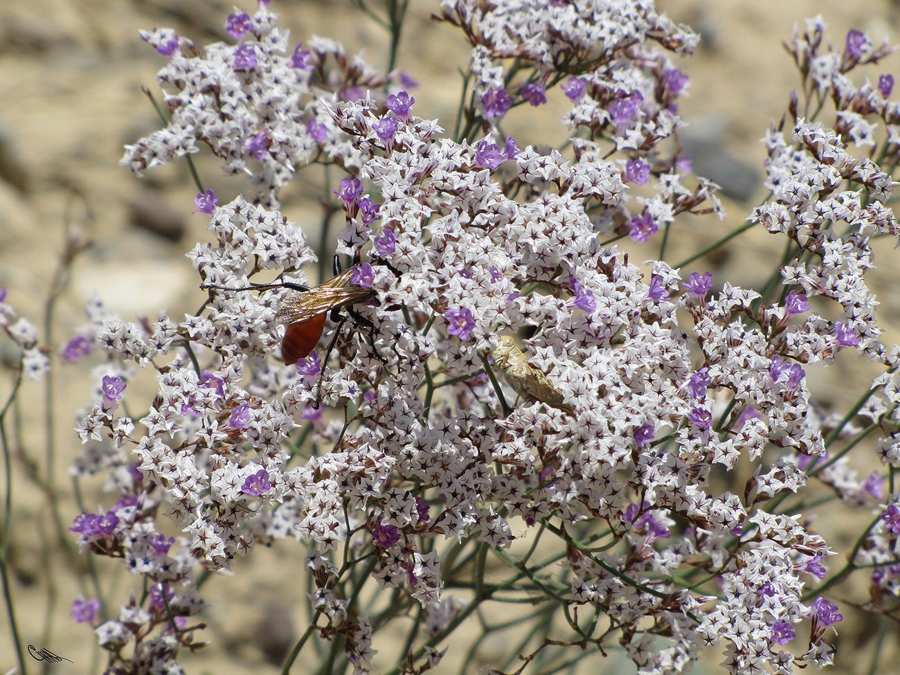 Изображение особи Limonium ferganense.