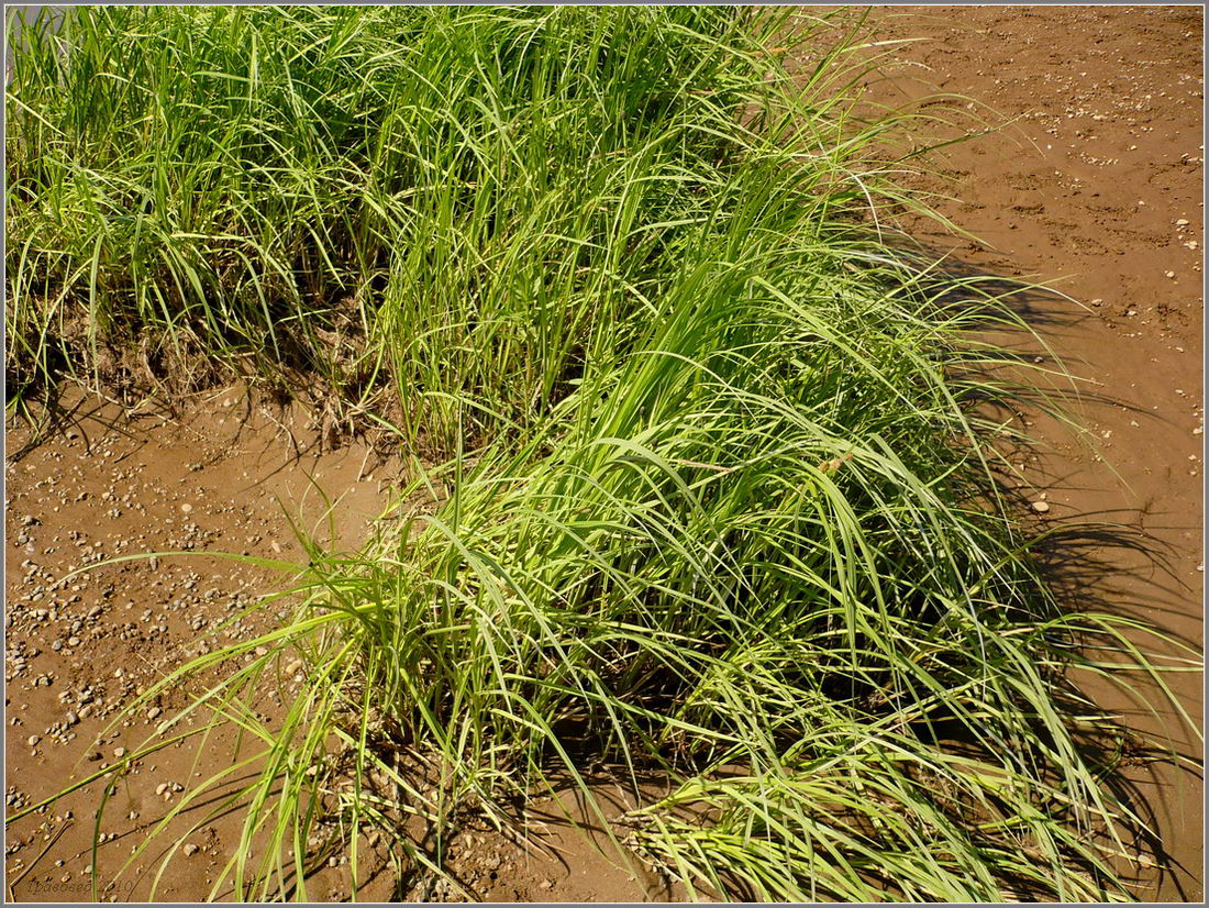 Image of Carex aquatilis specimen.