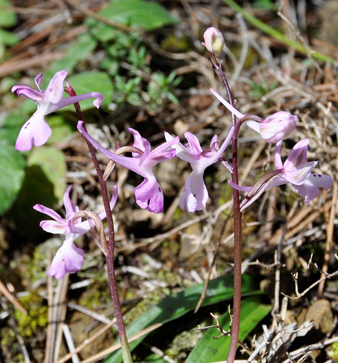 Image of Orchis troodi specimen.