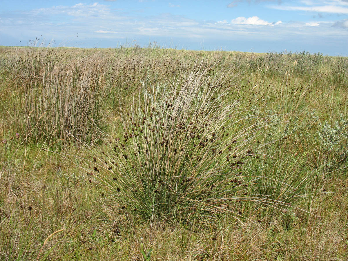 Image of Schoenus nigricans specimen.