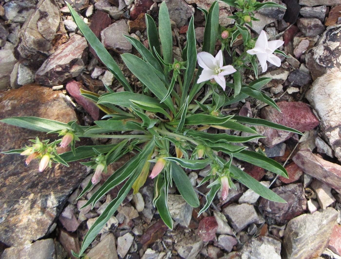 Image of Convolvulus lineatus specimen.