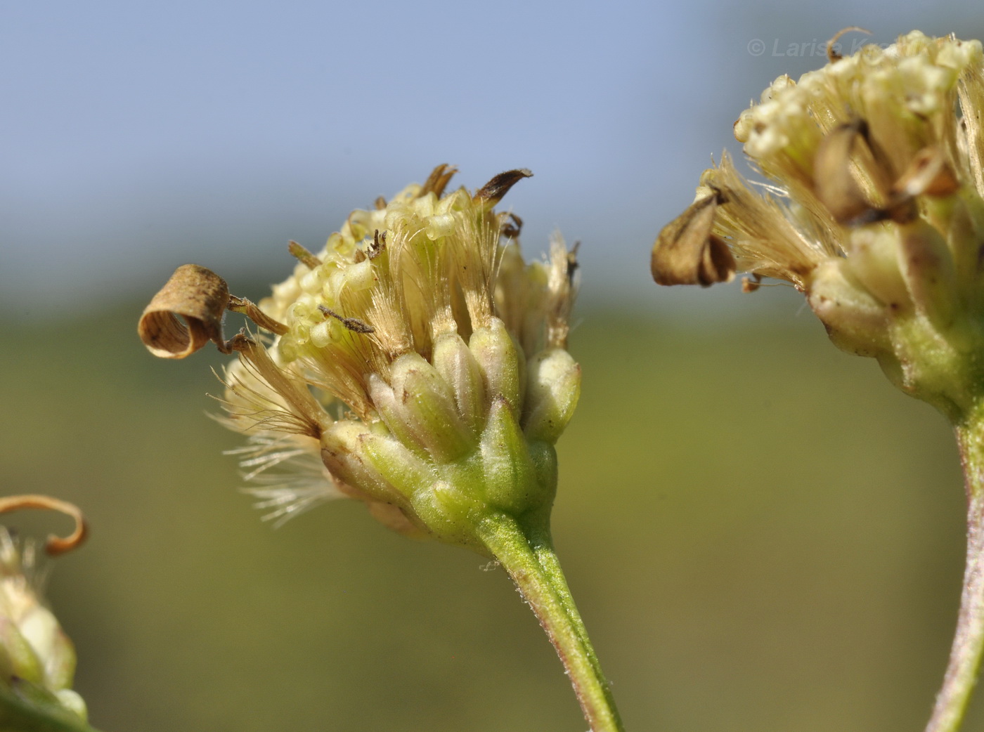 Изображение особи Doellingeria scabra.