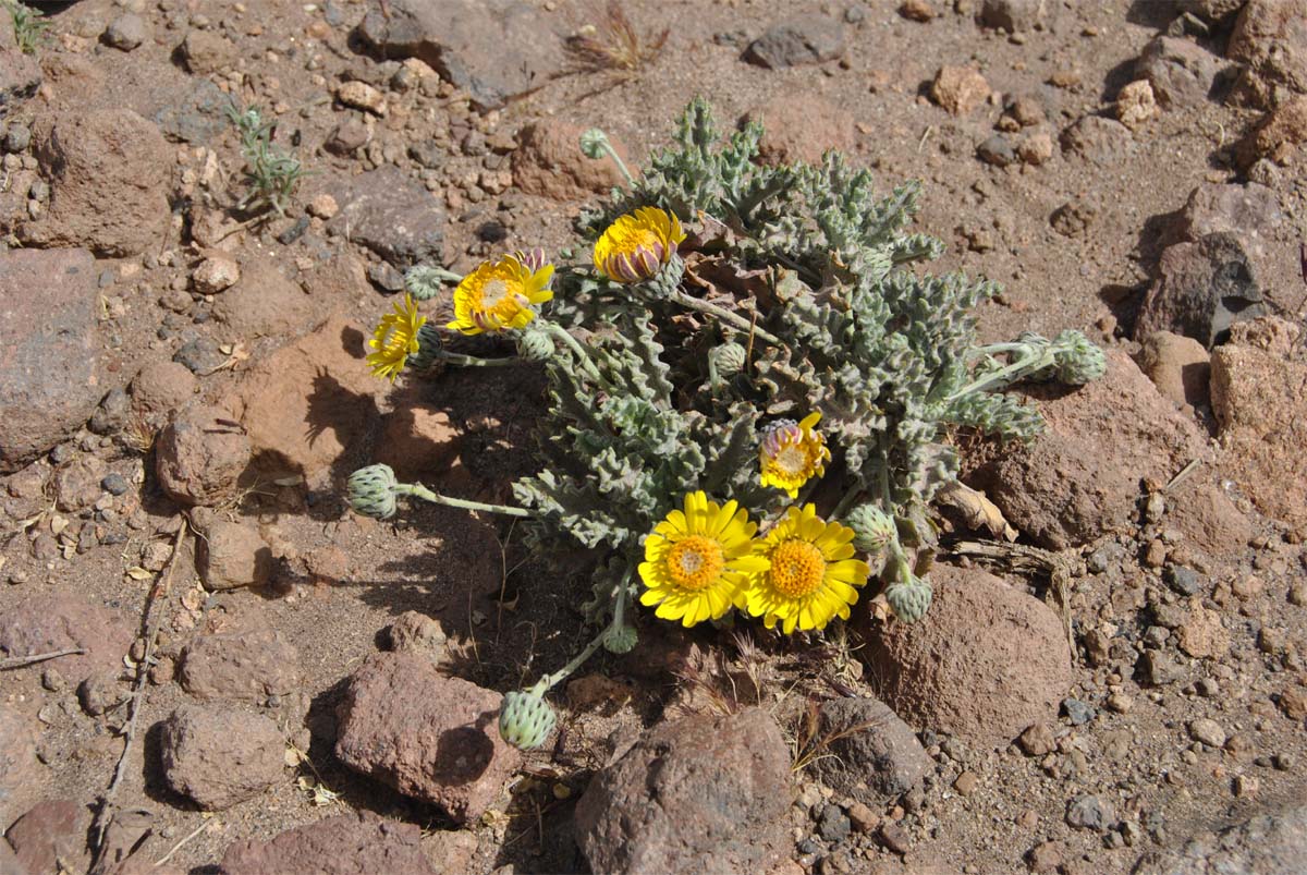 Image of Trichocline caulescens specimen.