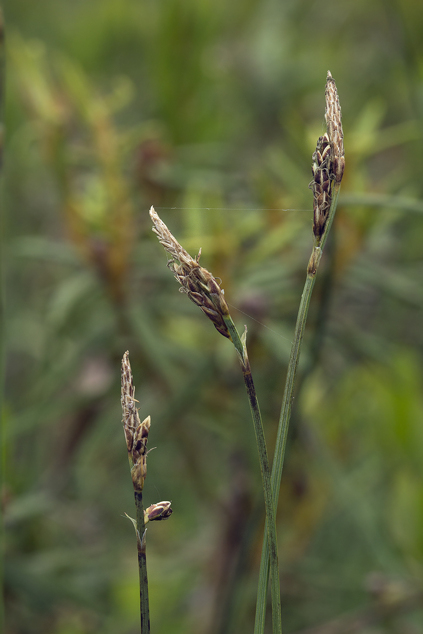 Изображение особи род Carex.