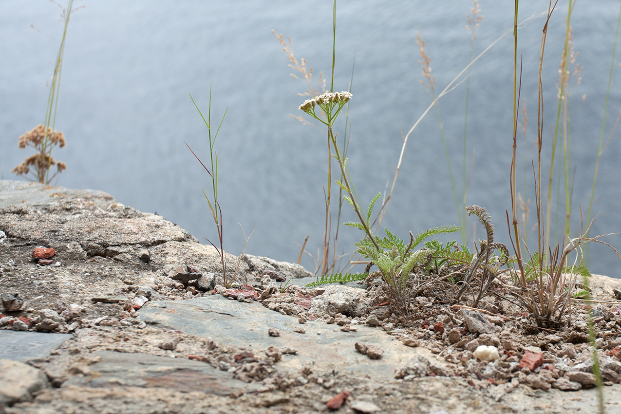 Image of Achillea millefolium specimen.