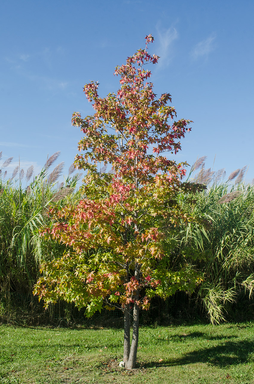 Image of Liquidambar styraciflua specimen.