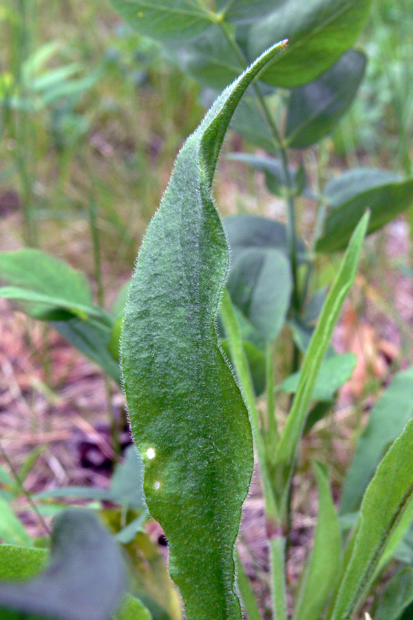 Image of Silene nutans specimen.