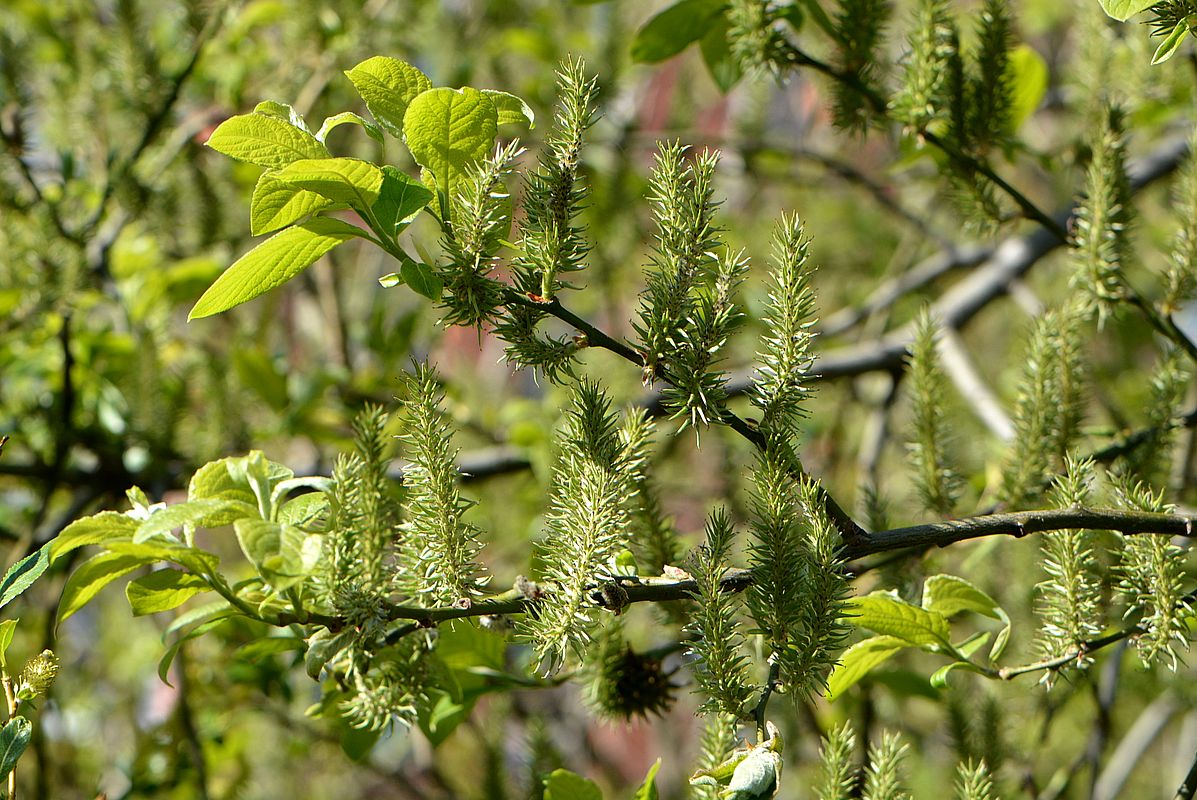 Image of Salix caprea specimen.