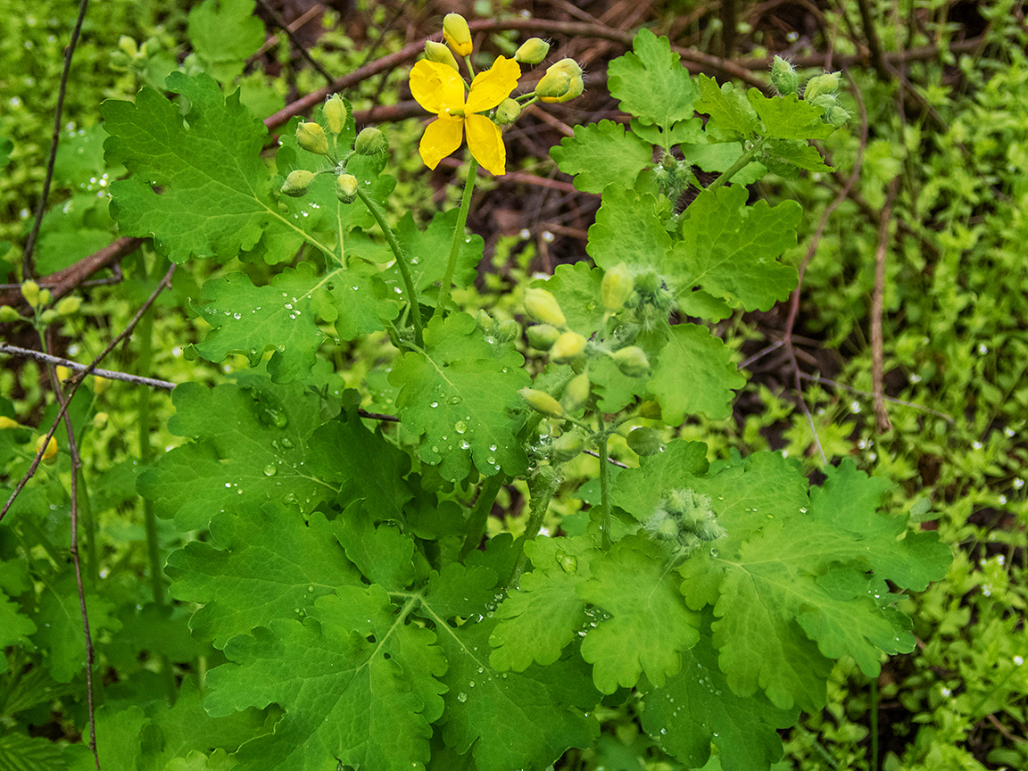 Image of Chelidonium majus specimen.