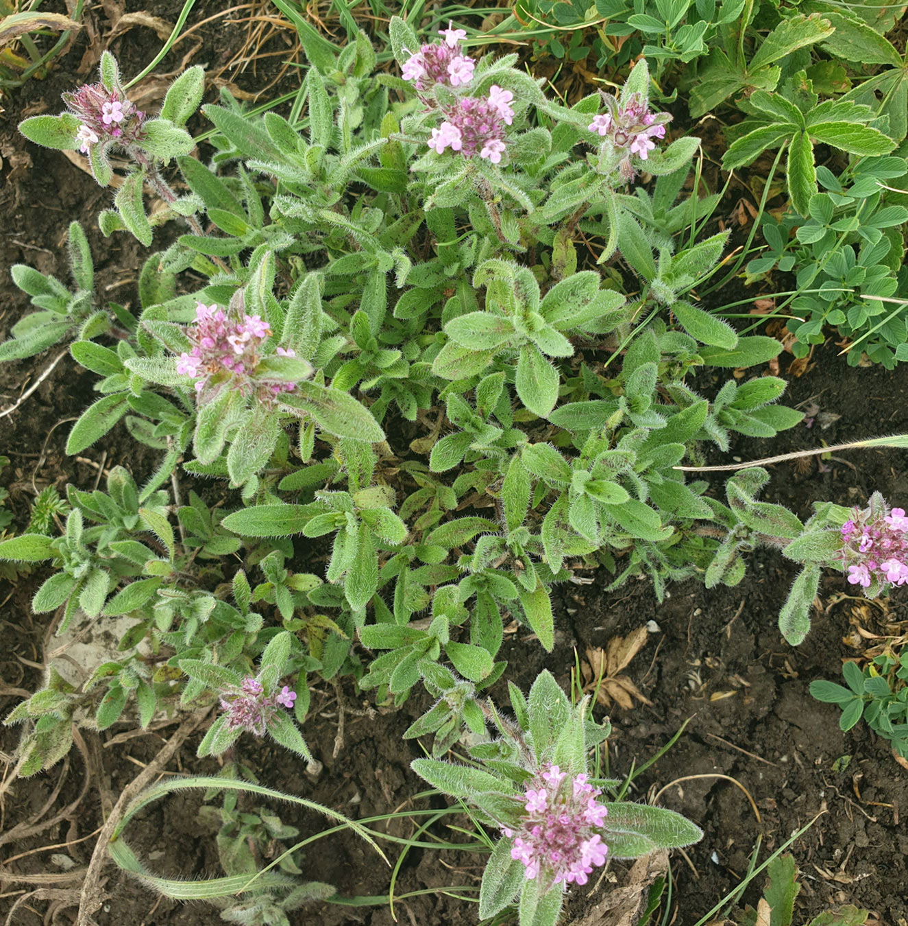 Image of Thymus markhotensis specimen.