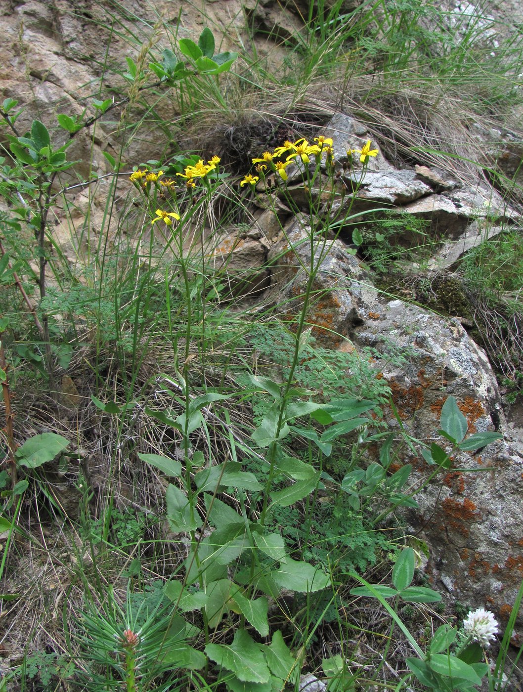 Image of Caucasalia parviflora specimen.