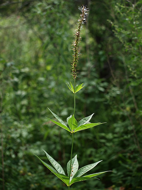 Изображение особи Veronicastrum sibiricum.