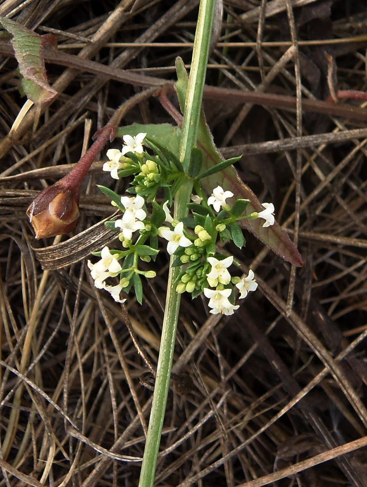 Image of Galium pseudohumifusum specimen.