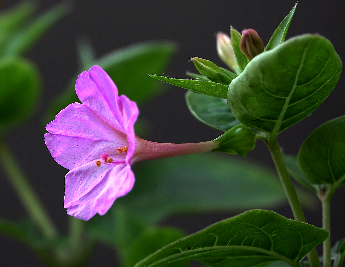 Image of Mirabilis jalapa specimen.