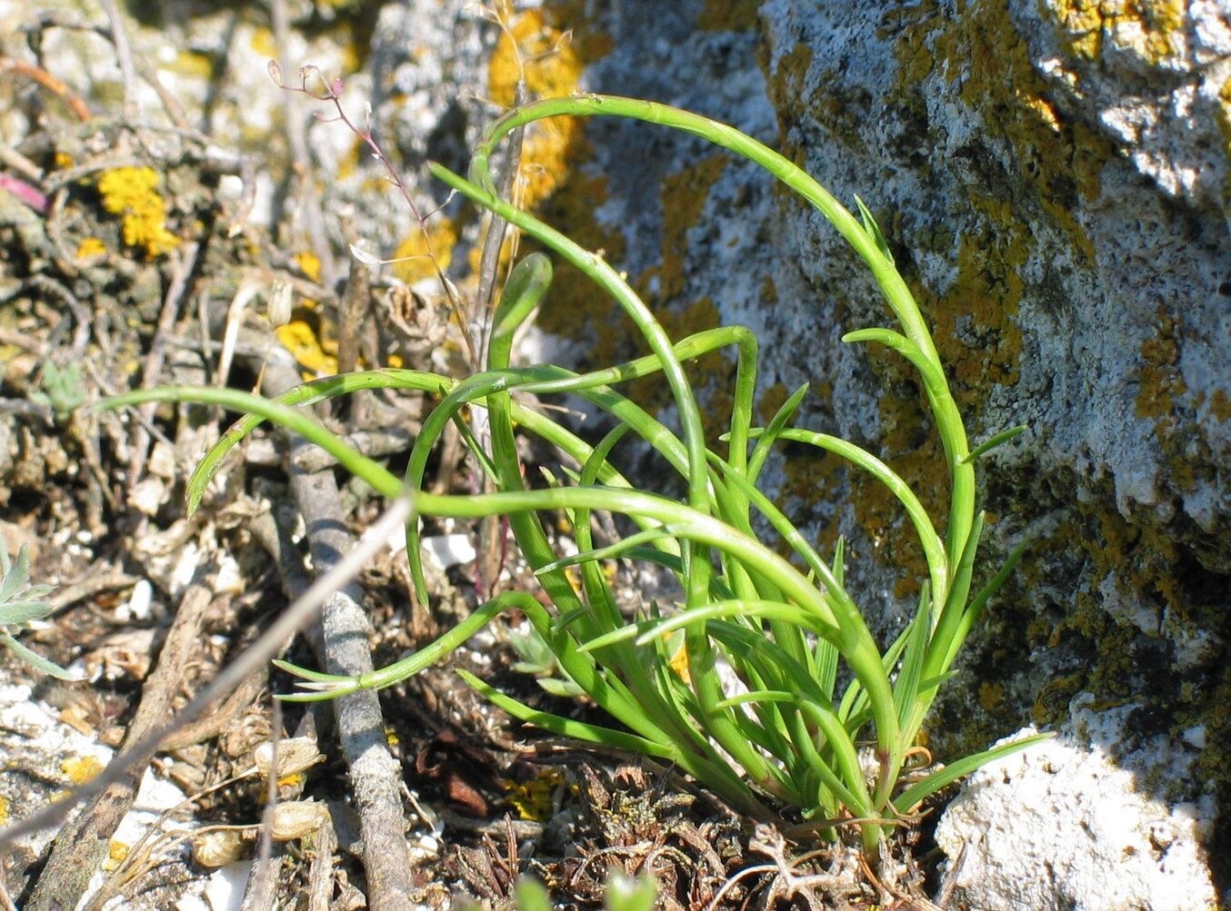 Image of Parapholis incurva specimen.