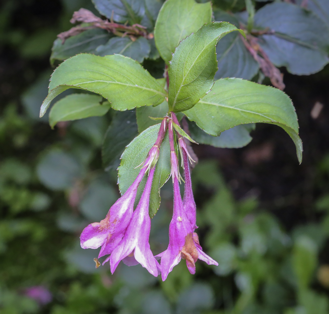 Изображение особи Weigela praecox.