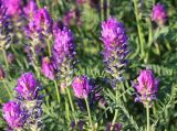 Astragalus onobrychis