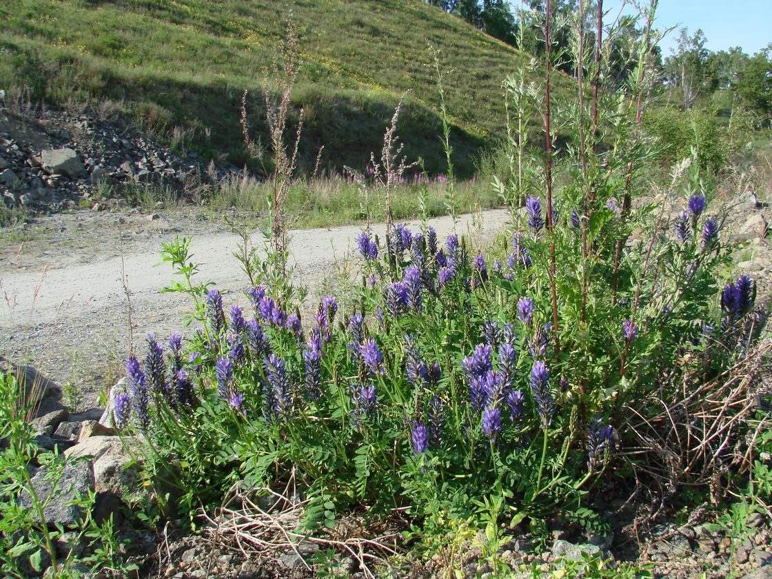 Изображение особи Astragalus adsurgens.