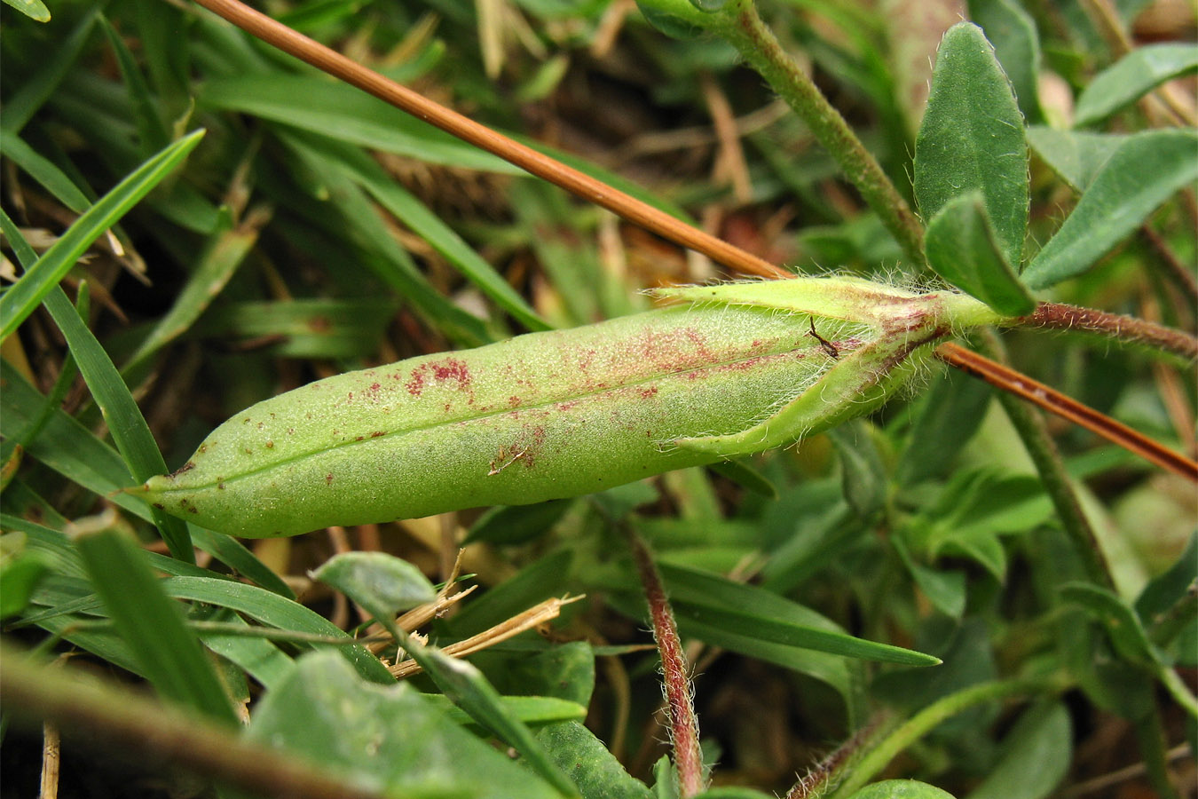 Image of Lotus edulis specimen.