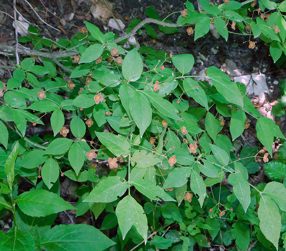 Image of Euonymus verrucosus specimen.