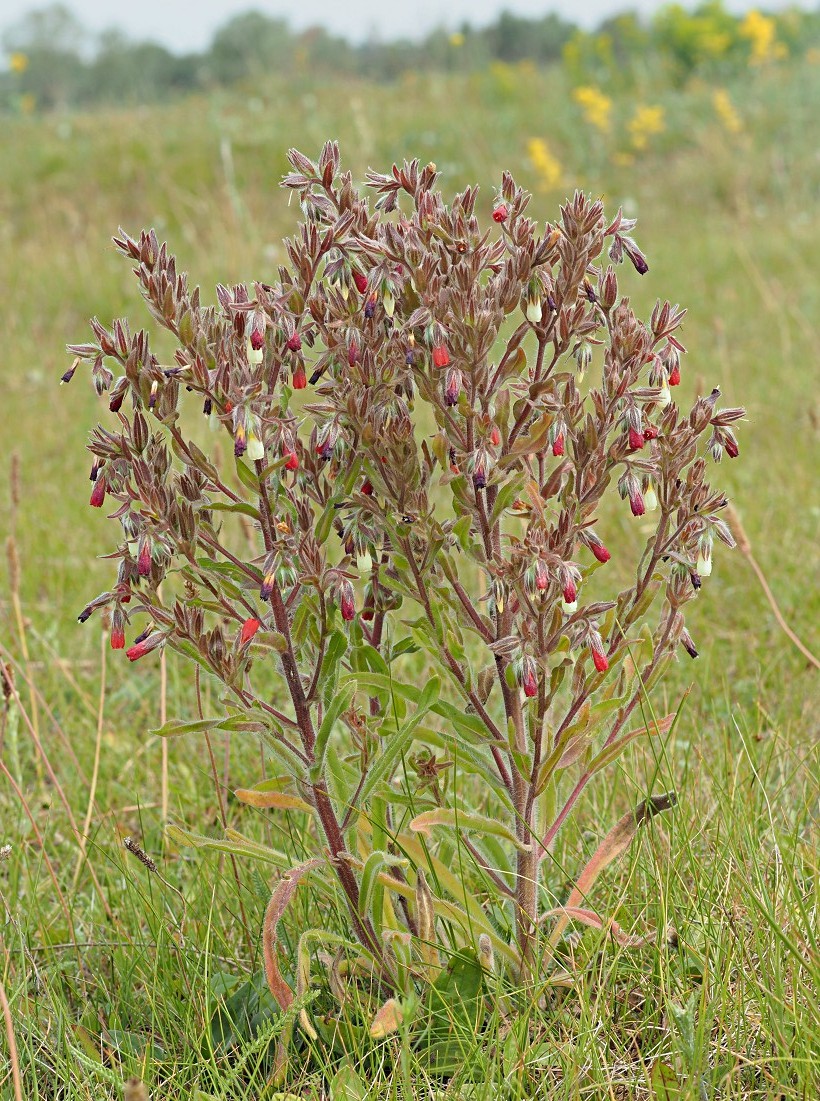 Image of Onosma polychroma specimen.