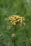 Tanacetum vulgare