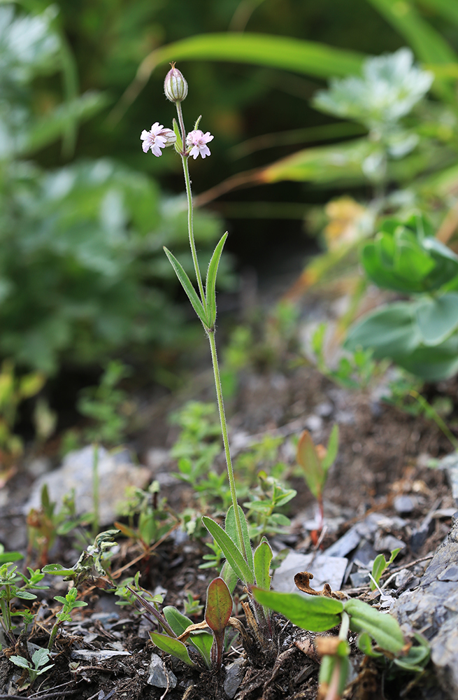 Изображение особи Silene obscura.