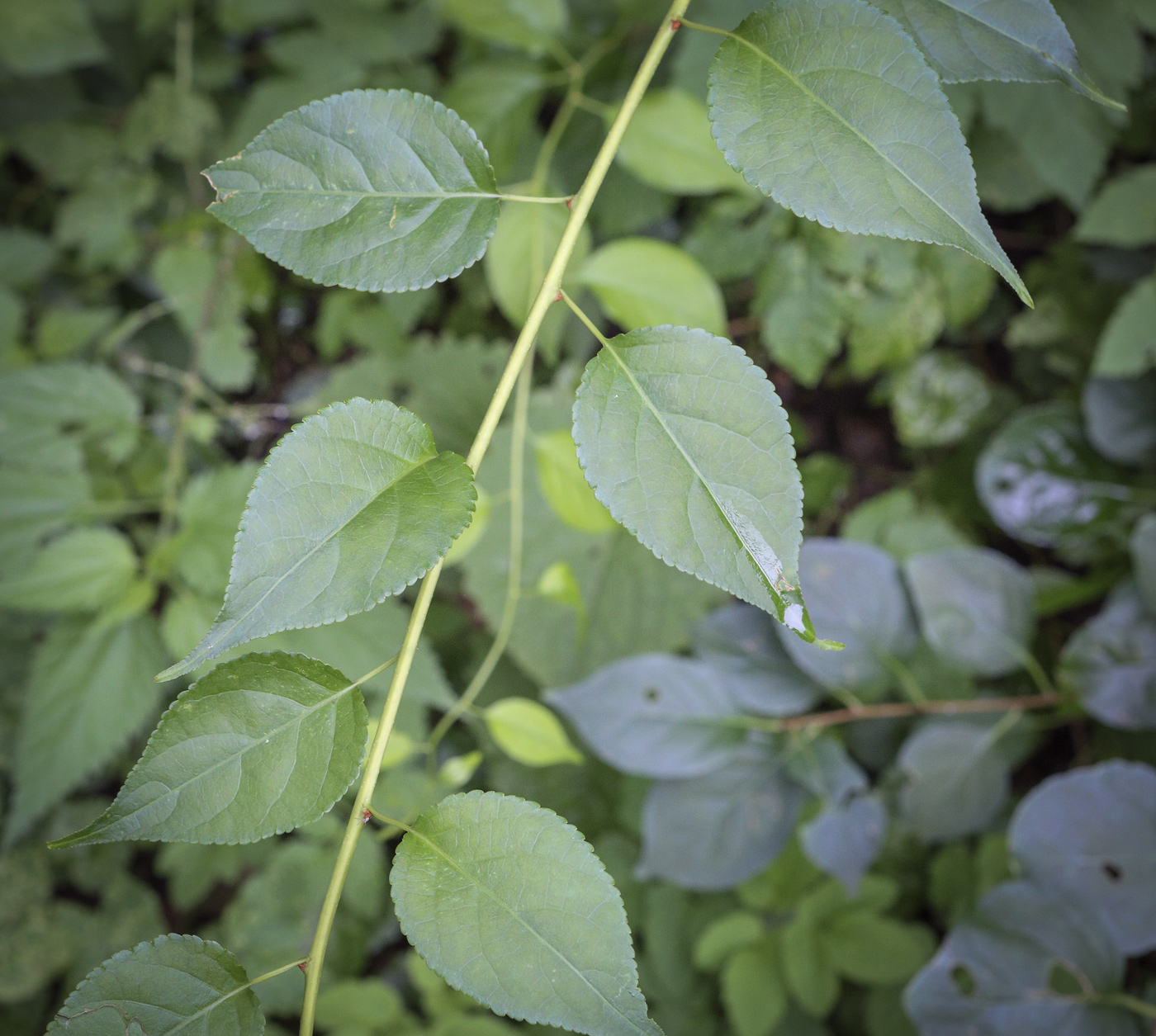 Изображение особи Celastrus orbiculata.