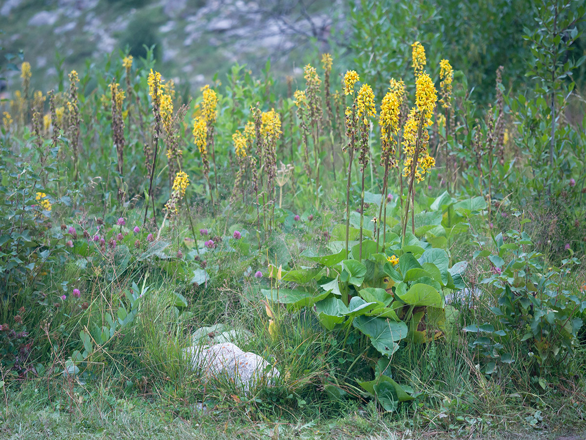 Изображение особи Ligularia subsagittata.