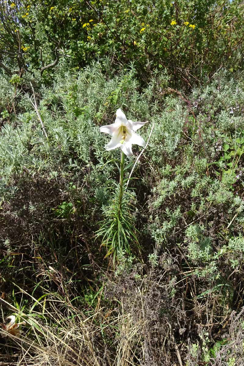 Изображение особи Lilium formosanum.