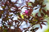 Loropetalum chinense variety rubrum. Верхушка веточки с цветком и завязавшимися плодами(?). Абхазия, г. Сухум, Сухумский ботанический сад. 14.05.2021.
