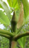 Смотреть изображение род Magnolia