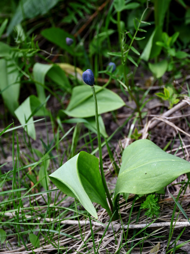 Image of Erythronium sibiricum specimen.