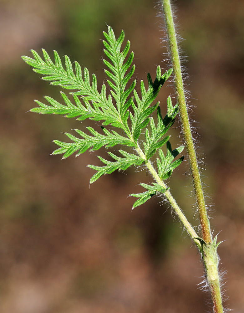 Изображение особи Potentilla conferta.