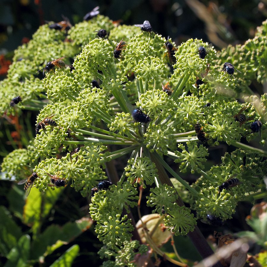 Изображение особи Archangelica officinalis.