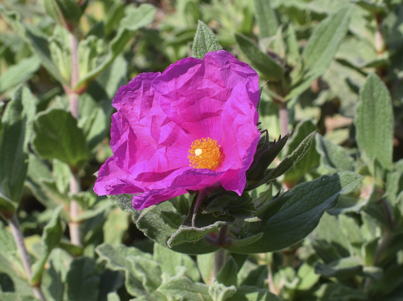 Изображение особи Cistus &times; incanus.