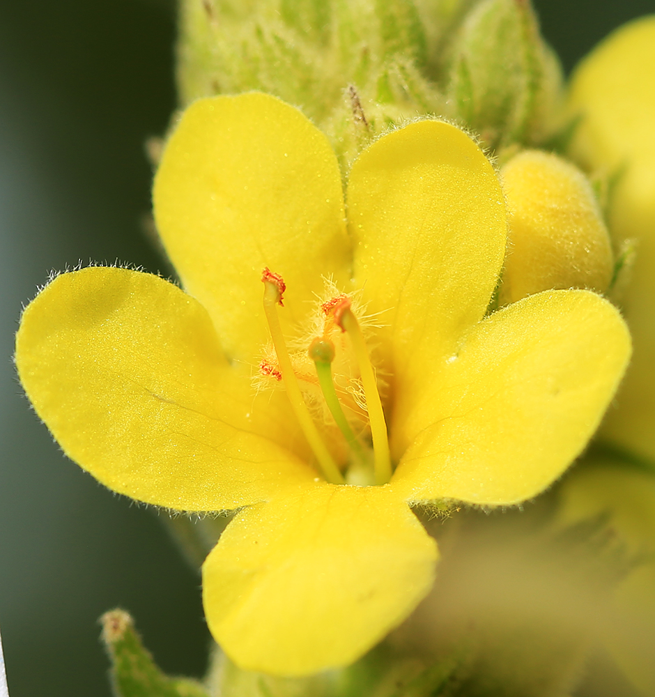 Image of Verbascum thapsus specimen.