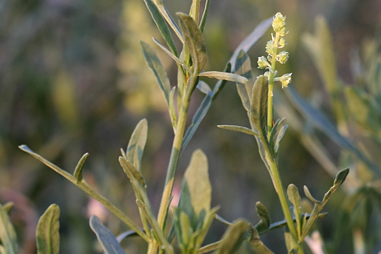 Image of Reseda lutea specimen.