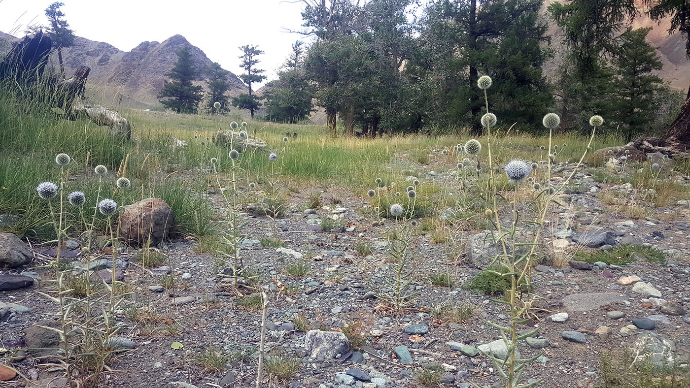 Image of Echinops integrifolius specimen.