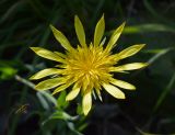 Tragopogon orientalis