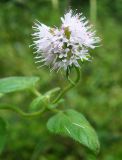 Mentha aquatica