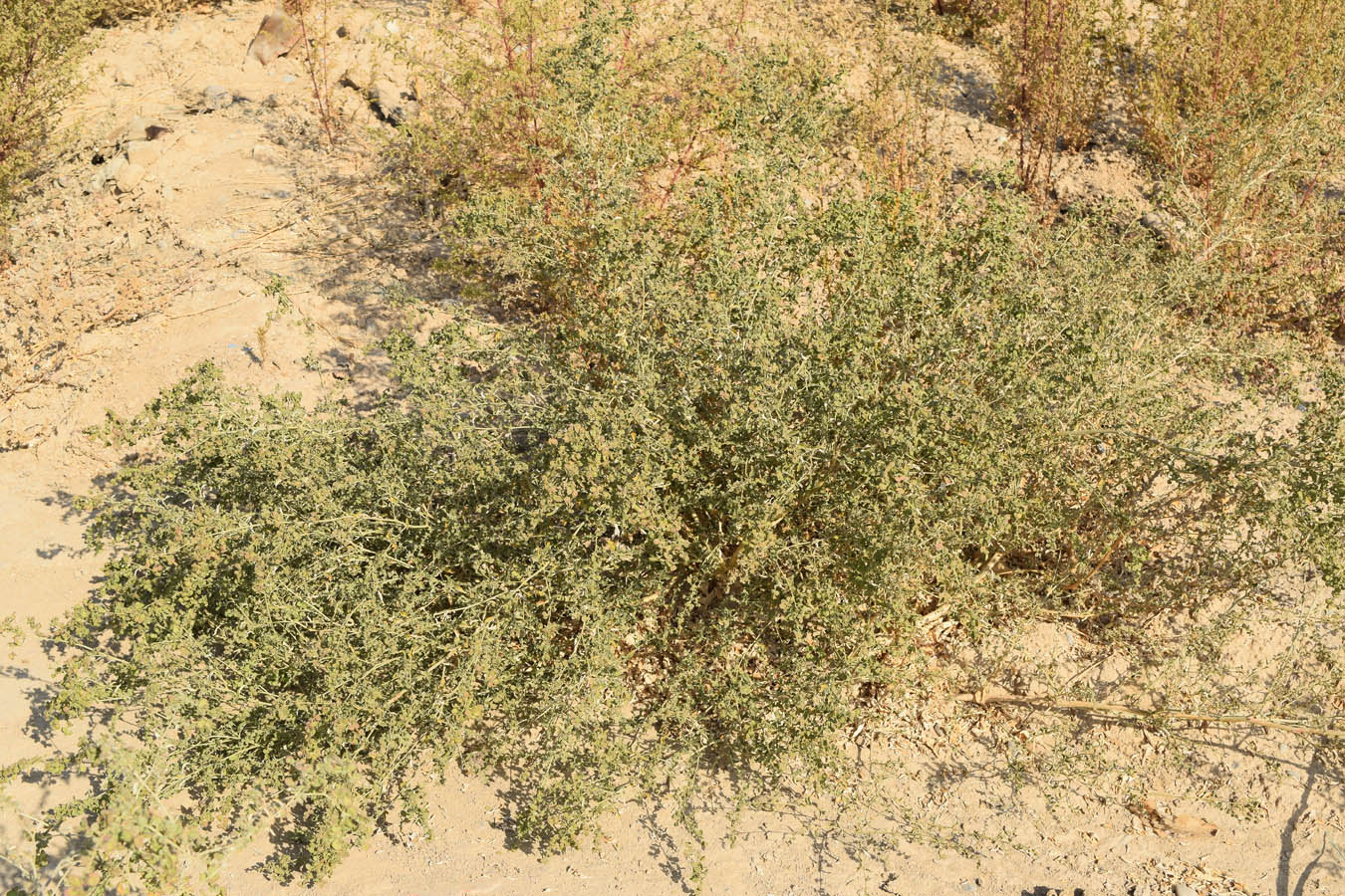 Image of Atriplex micrantha specimen.