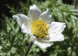 Pulsatilla alpina. Цветок с сидящим комаром (?) и кормящимися жуками. Испания, автономное сообщество Каталония, провинция Барселона, комарка Бергеда, муниципалитет Сальдес, подножие горы Педрафорка, окр. смотр. площадки \"Гресолет\", 1557 м н.у.м., берег горного ручья. 05.06.2022.