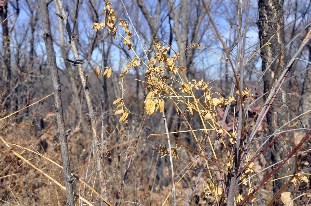 Image of Vicia amurensis specimen.