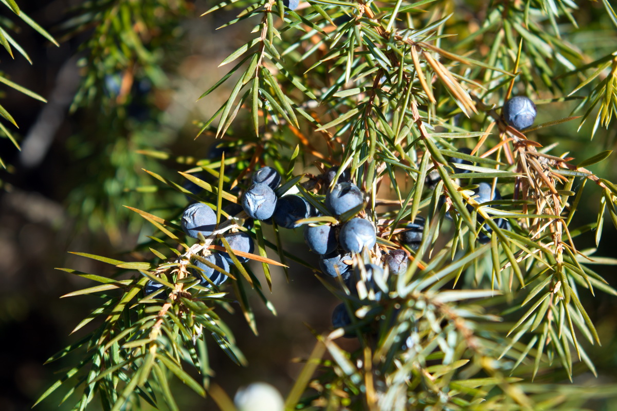 Изображение особи Juniperus oblonga.