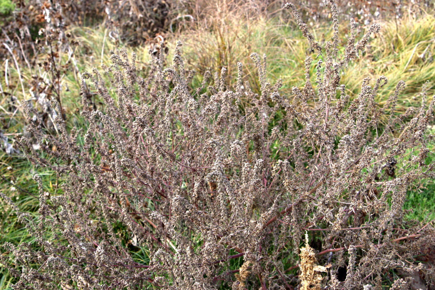 Image of Ambrosia artemisiifolia specimen.