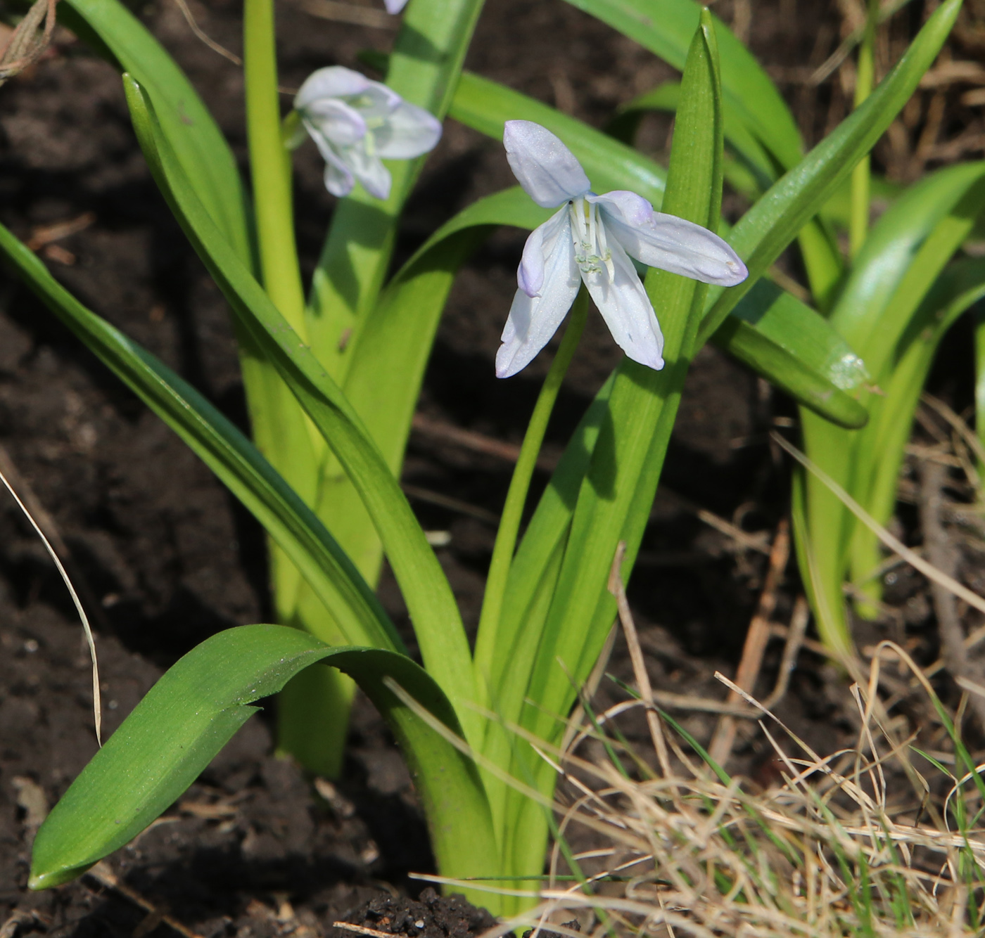 Изображение особи Scilla mischtschenkoana.