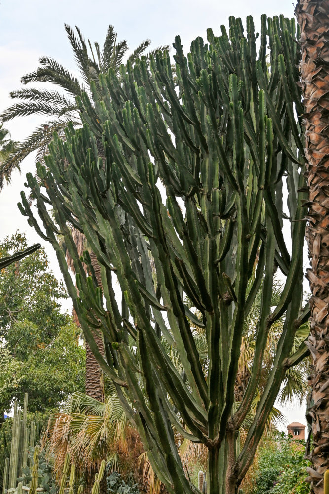 Image of Euphorbia ingens specimen.