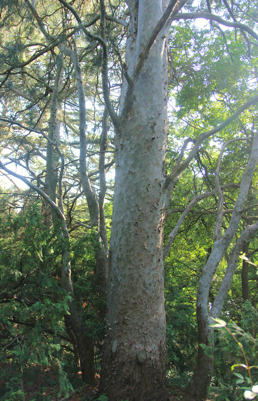 Image of Pinus gerardiana specimen.