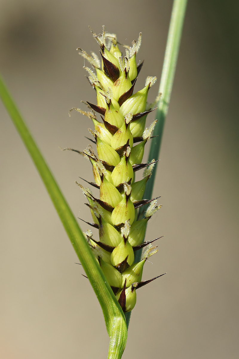 Image of Carex melanostachya specimen.